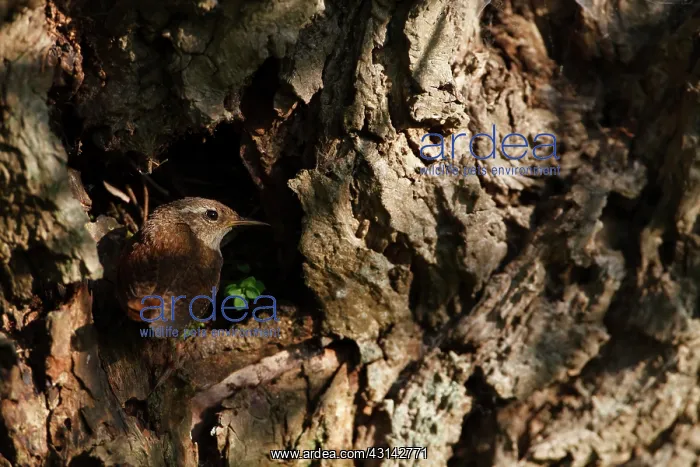 : Willow. Eurasian Wren (Troglodytes troglodytes) looking out a nesthole : Willow. Eurasian Wren (Troglodytes troglodytes) looking out a nesthole
