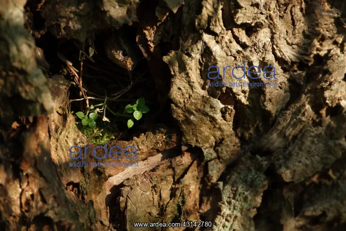 : Willow. Eurasian Wren (Troglodytes troglodytes) looking out a nesthole : Willow. Eurasian Wren (Troglodytes troglodytes) looking out a nesthole