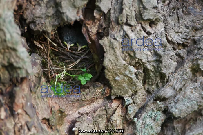 : Willow. Eurasian Wren (Troglodytes troglodytes) looking out a nesthole : Willow. Eurasian Wren (Troglodytes troglodytes) looking out a nesthole
