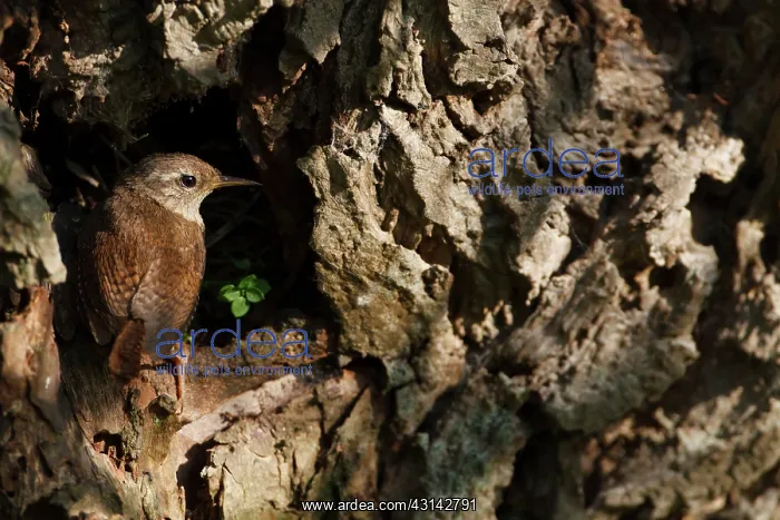 : Willow. Eurasian Wren (Troglodytes troglodytes) looking out of a nesthole : Willow. Eurasian Wren (Troglodytes troglodytes) looking out of a nesthole