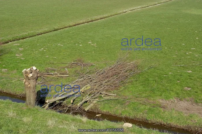 : Willow. Newly pollarded Willow (Salix sp.) tree along a ditch : Willow. Newly pollarded Willow (Salix sp.) tree along a ditch