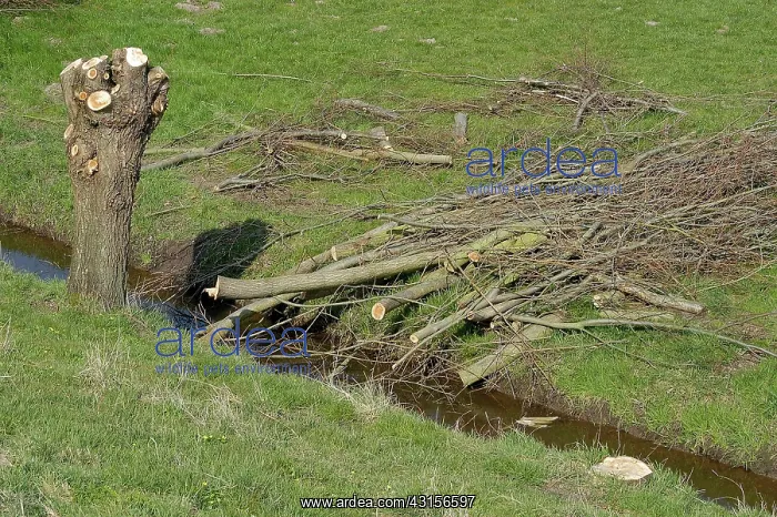 : Willow. Newly pollarded Willow (Salix sp.) tree along a ditch : Willow. Newly pollarded Willow (Salix sp.) tree along a ditch