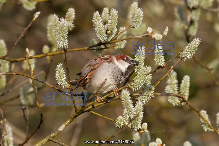: Willow. Male House Sparrow (Passer domesticus) perched : Willow. Male House Sparrow (Passer domesticus) perched