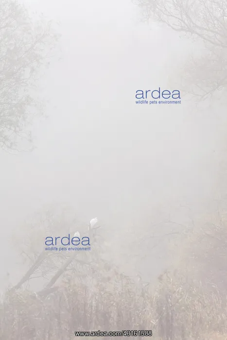 : Willow. Two Great White Egret (Ardea alba) perched in a Willow (Salix) in the fog : Willow. Two Great White Egret (Ardea alba) perched in a Willow (Salix) in the fog