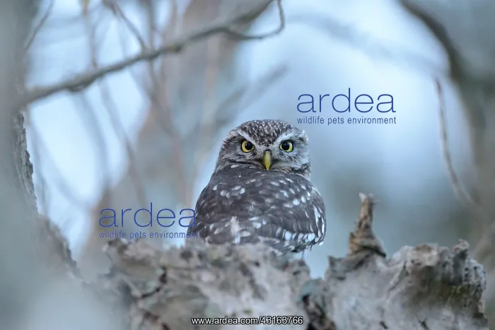 : Willow. Little Owl (Athene noctua) perched in an old Willow (Salix sp) : Willow. Little Owl (Athene noctua) perched in an old Willow (Salix sp)