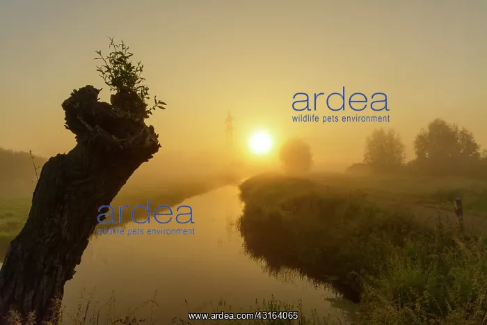 : Willow. Landscape in polder with Pollard Willow tree : Willow. Landscape in polder with Pollard Willow tree