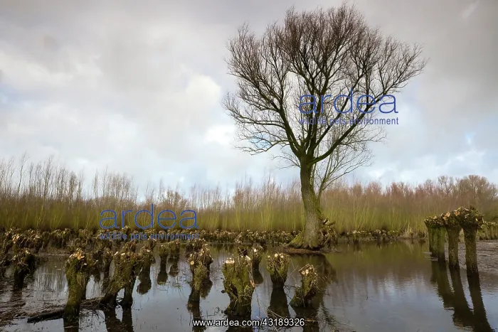 : Willow. Big Willow (Salix sp) in willow culture, The Netherlands, Kop van het Land : Willow. Big Willow (Salix sp) in willow culture, The Netherlands, Kop van het Land