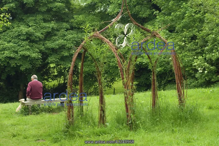 : Willow, Salix : Willow, Salix