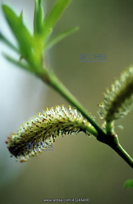 : Willow, Salix purpurea : Willow, Salix purpurea