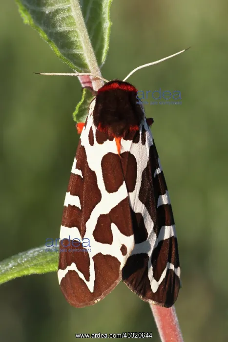 : Willow. Garden Tiger (Arctia caja) female resting on Willow sp (Salix sp) : Willow. Garden Tiger (Arctia caja) female resting on Willow sp (Salix sp)