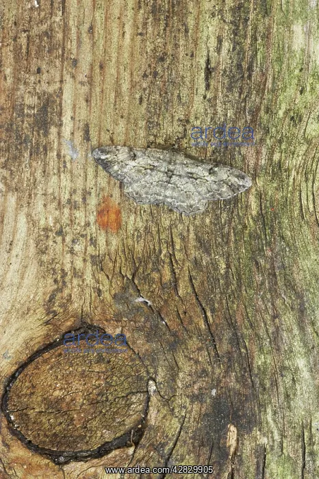 : Willow Beauty Moth : Willow Beauty Moth