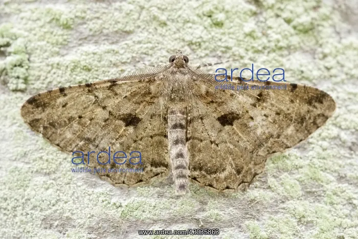  : Willow Beauty Moth, Norfolk UK
