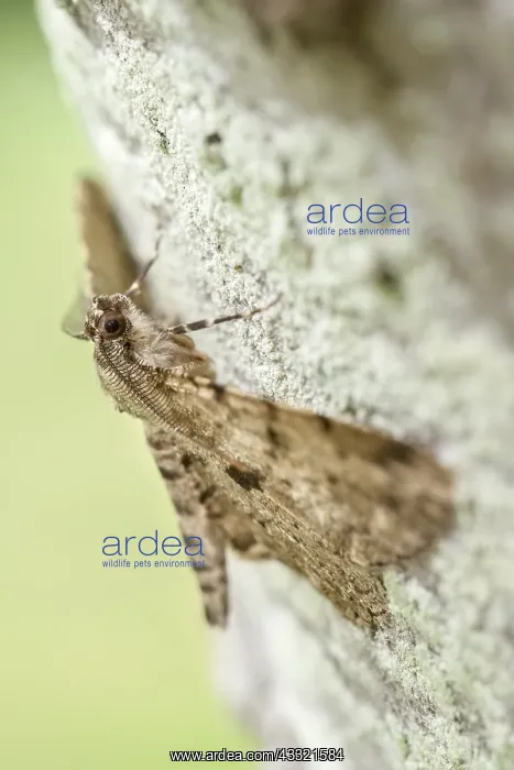  : Willow Beauty Moth, Norfolk UK