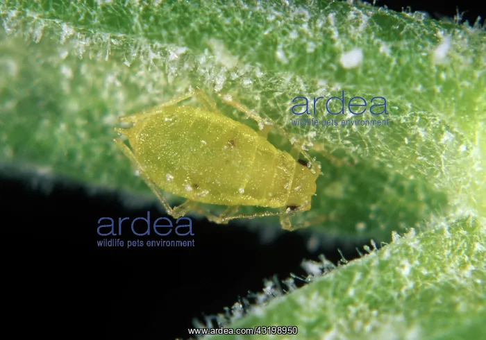 : Willow carrot aphid : Willow carrot aphid