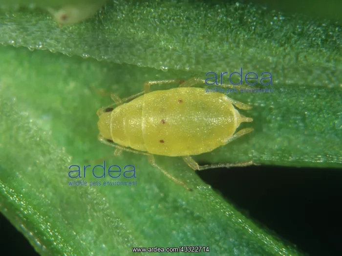 : Willow carrot aphid : Willow carrot aphid