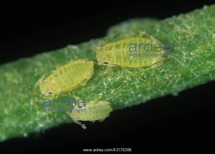 : Willow carrot aphids : Willow carrot aphids