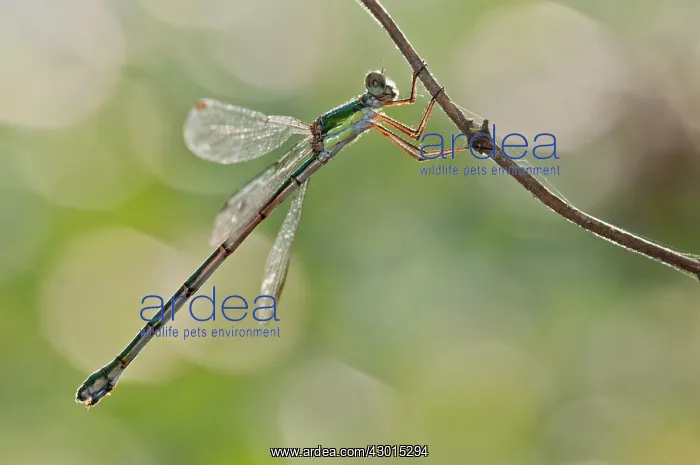 : Willow Emerald Damselfly female : Willow Emerald Damselfly female