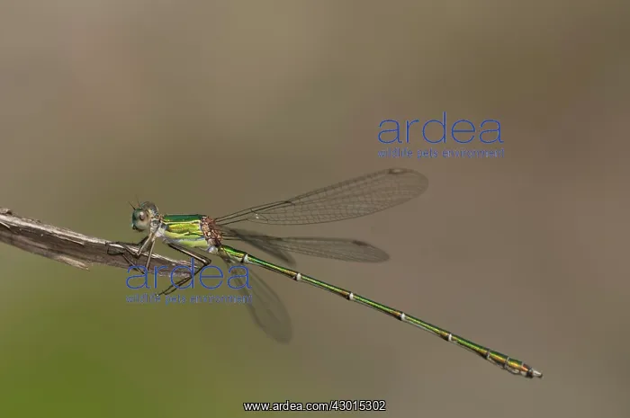 : Willow Emerald Damselfly male : Willow Emerald Damselfly male