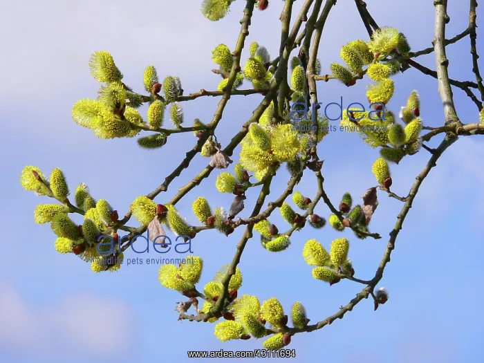 : Willow in flower, willow catkins, spring bloomers : Willow in flower, willow catkins, spring bloomers