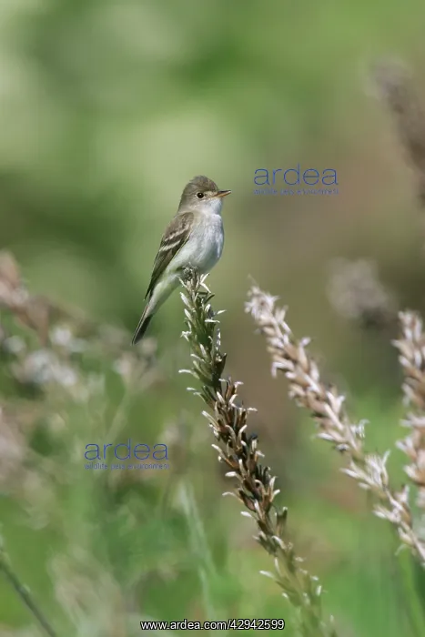 : Willow Flycatcher : Willow Flycatcher