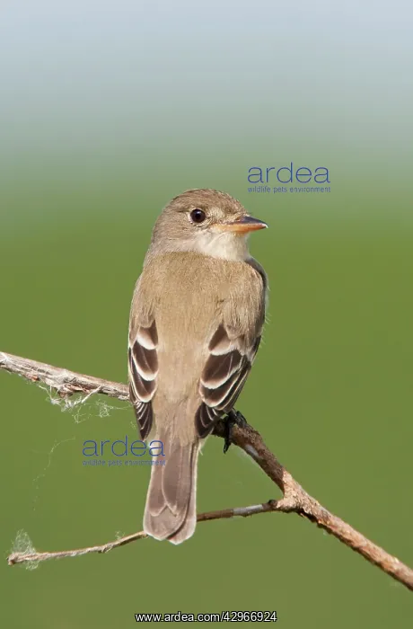 : Willow Flycatcher : Willow Flycatcher