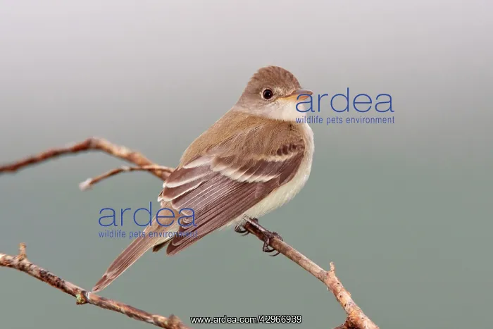 : Willow Flycatcher : Willow Flycatcher
