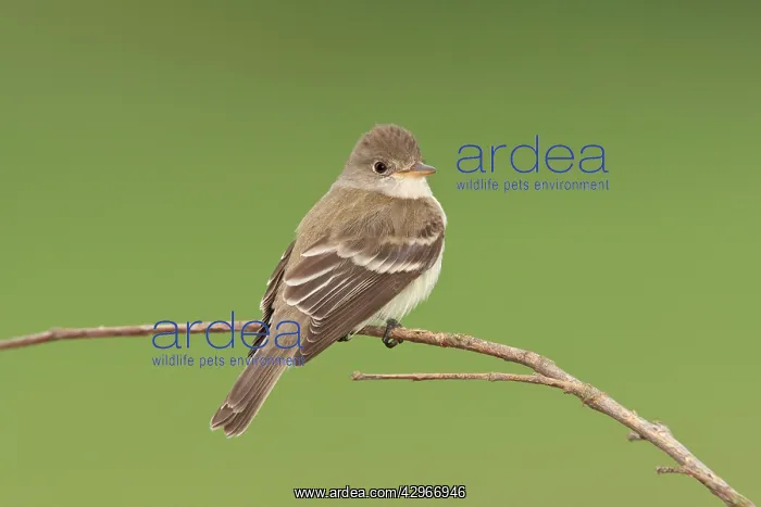 : Willow Flycatcher : Willow Flycatcher