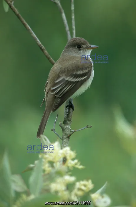 : Willow Flycatcher : Willow Flycatcher