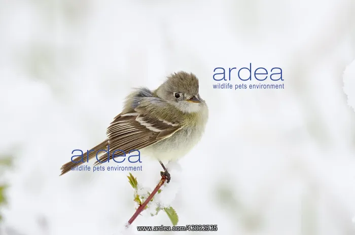 : Willow Flycatcher (Empidonax traillii) in springtime : Willow Flycatcher (Empidonax traillii) in springtime