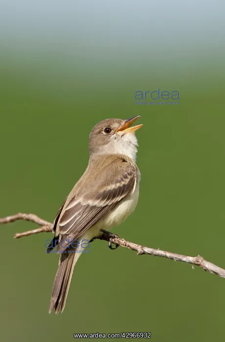 : Willow Flycatcher - singing : Willow Flycatcher - singing