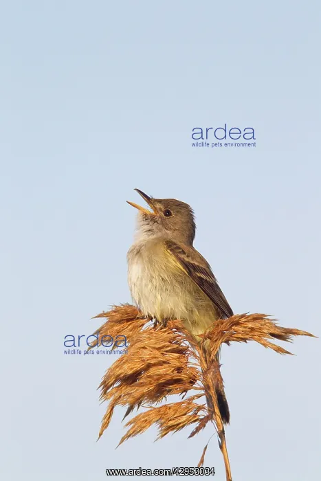 : Willow Flycatcher - singing - spring : Willow Flycatcher - singing - spring