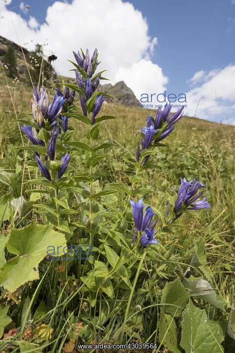 : Willow gentian (Gentiana asclepiadea), growing : Willow gentian (Gentiana asclepiadea), growing