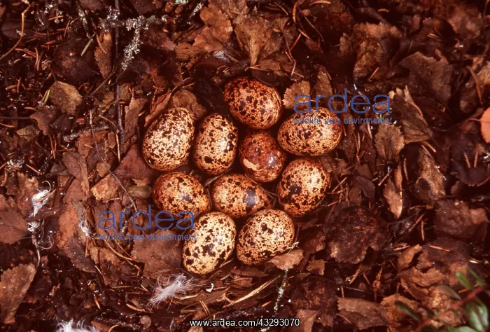 : WILLOW GROUSE NEST - with eggs : WILLOW GROUSE NEST - with eggs