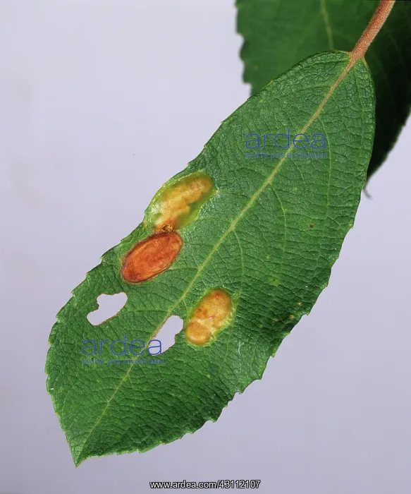 : Willow leaf gall mite galls : Willow leaf gall mite galls