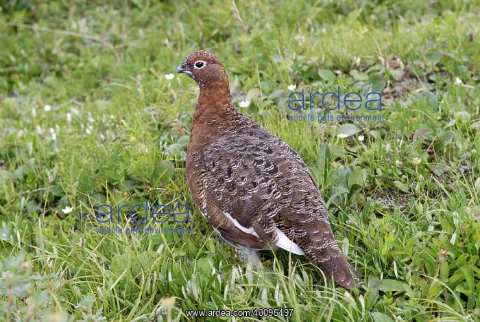 : Willow Ptarmigan : Willow Ptarmigan