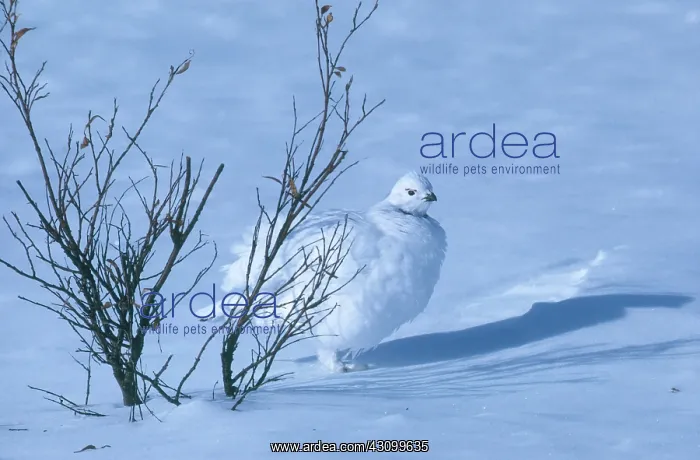 : Willow Ptarmigan : Willow Ptarmigan