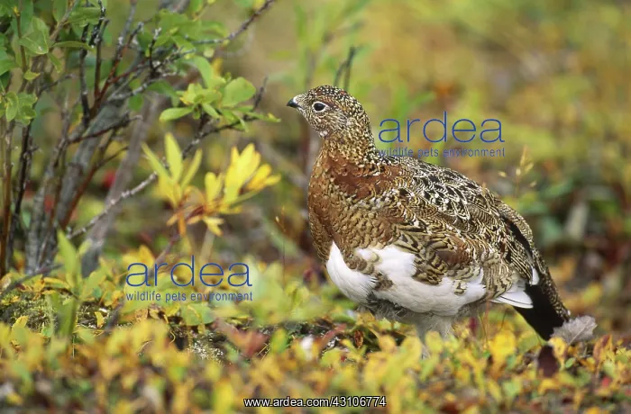 : Willow Ptarmigan : Willow Ptarmigan