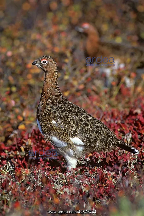: Willow Ptarmigan - well camouflaged in autumn colored tundra : Willow Ptarmigan - well camouflaged in autumn colored tundra