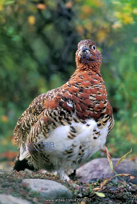 : Willow Ptarmigan in fall plumage standing in tundra : Willow Ptarmigan in fall plumage standing in tundra