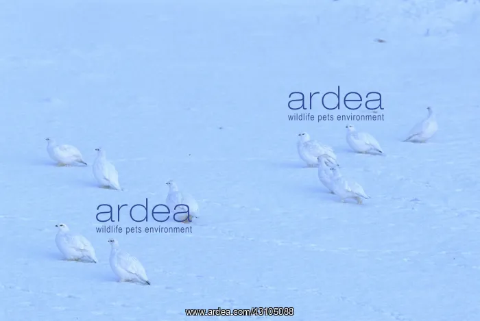 : Willow Ptarmigan flock : Willow Ptarmigan flock