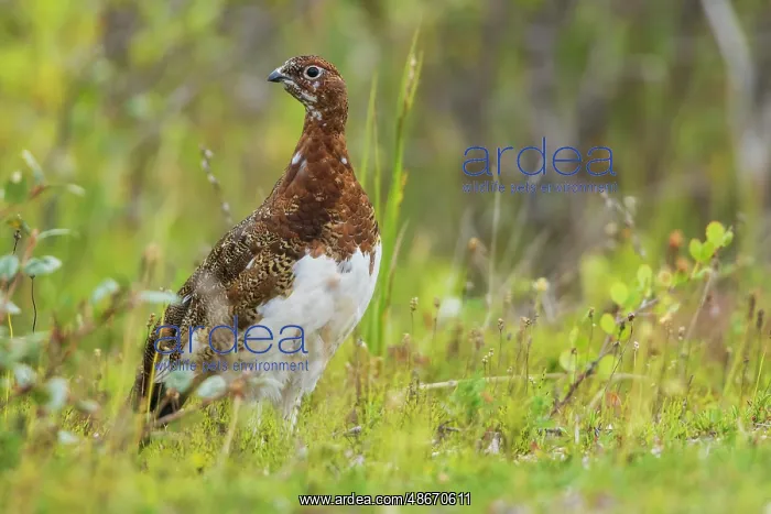 : Willow ptarmigan at home in the arctic tundra of Northern : Willow ptarmigan at home in the arctic tundra of Northern