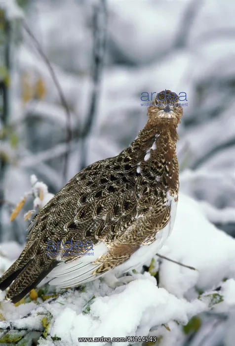 : Willow Ptarmigan (Lagopus lagopus) : Willow Ptarmigan (Lagopus lagopus)