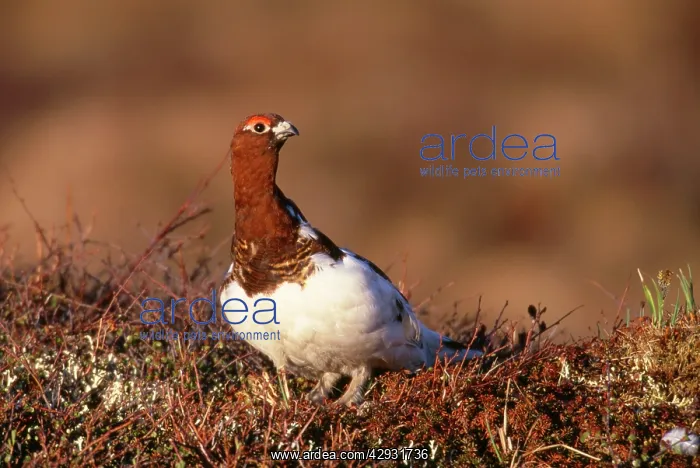: Willow Ptarmigan - male : Willow Ptarmigan - male