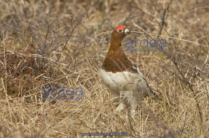 : Willow ptarmigan male : Willow ptarmigan male
