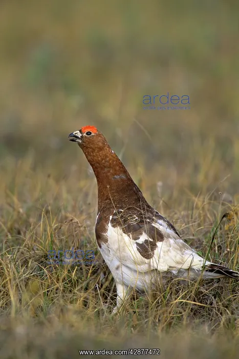 : Willow Ptarmigan - male calling : Willow Ptarmigan - male calling