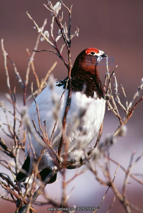 : Willow Ptarmigan - Male, mating plummage : Willow Ptarmigan - Male, mating plummage
