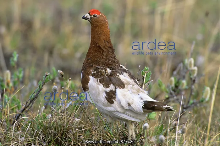 : Willow Ptarmigan - male on tundra : Willow Ptarmigan - male on tundra