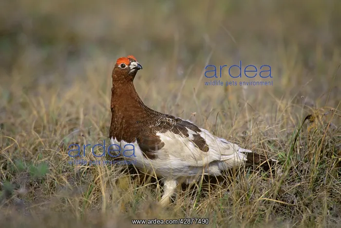 : Willow Ptarmigan - male on tundra : Willow Ptarmigan - male on tundra
