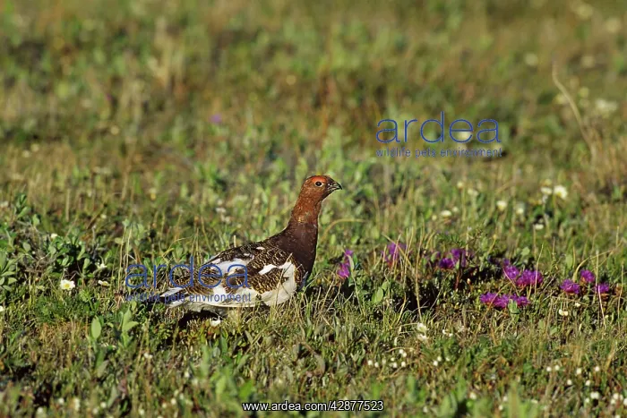 : Willow Ptarmigan - male on tundra : Willow Ptarmigan - male on tundra