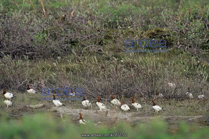  : Willow Ptarmigan - males in willows along old stream